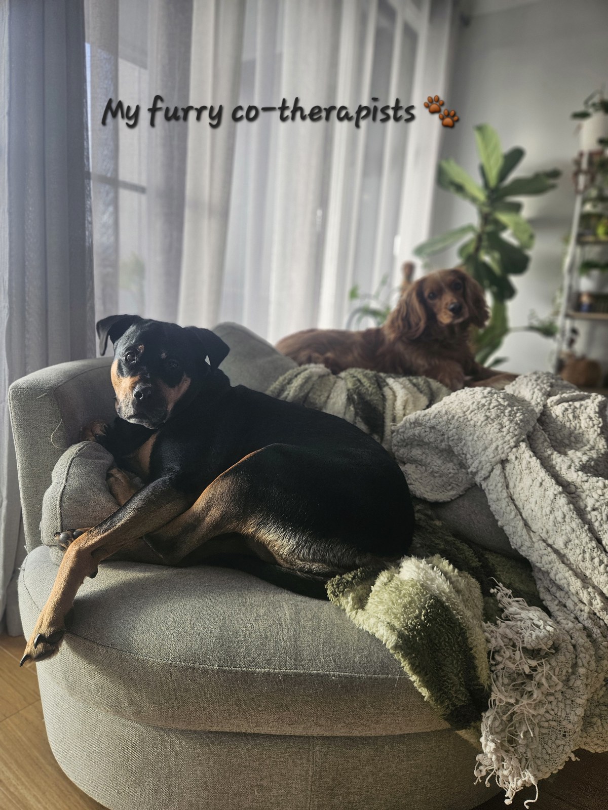 Bec’s two dogs relaxing together